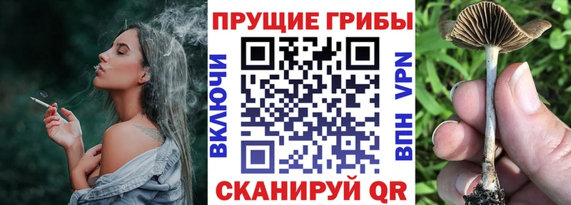 Купить закладки Советская Гавань Псилоцибиновые грибы Psilocybine cubensis